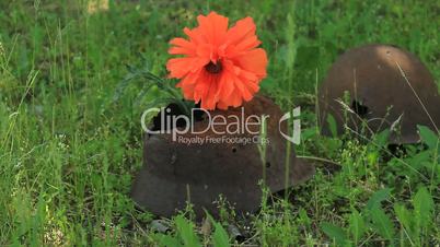 red poppy on the helmet of a dead soldier