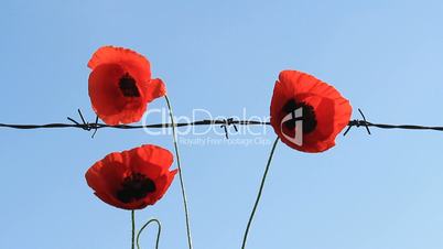 red poppies and barbed  wire