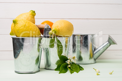 Limes and vintage metal retro watering cans