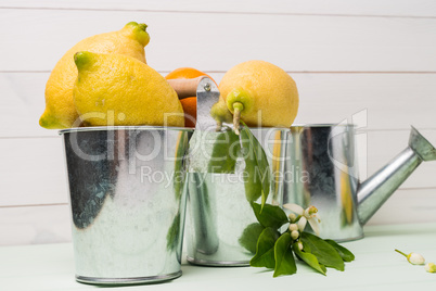 Limes and vintage metal retro watering cans