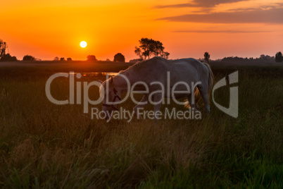 Horse grazing on pasture