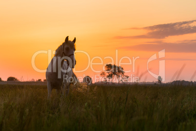 Horse grazing on pasture