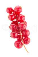 Red Currant