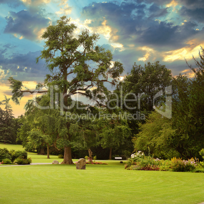 Sunrise in beautiful summer park