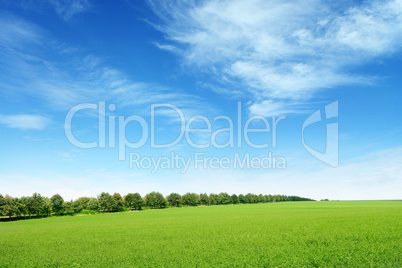 spring meadow and blue sky