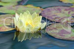 yellow water lily in lake