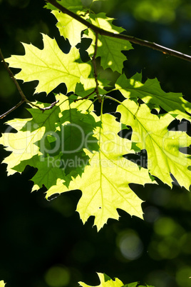 Northern red oak