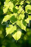 Linden, Small-leaved Lime