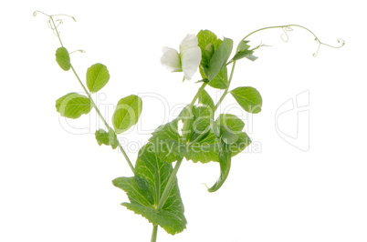 Branches and flower of green pea