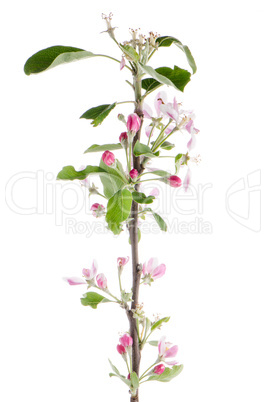 Closeup of Apple blossoms