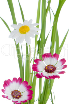 Beautiful pink flowers and green grass