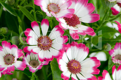 Beautiful pink flowers and green grass