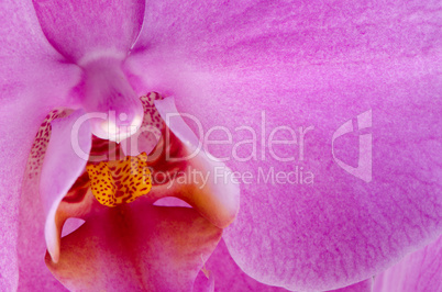 Closeup of beautiful pink orchid