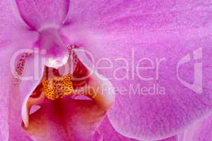 Closeup of beautiful pink orchid
