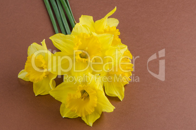 Jonquil flowers