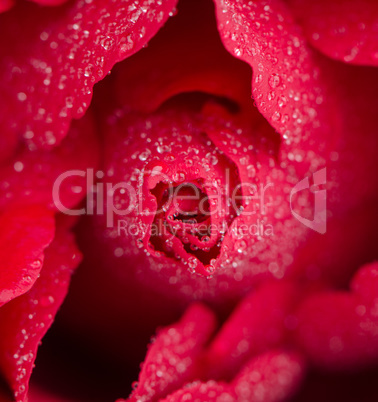 Red rose flower