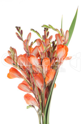 Orange lilies