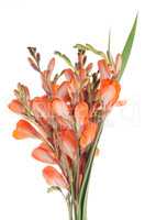 Orange lilies