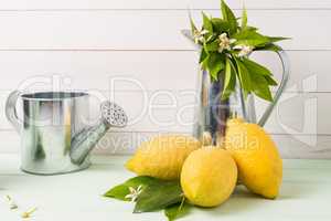 Limes and vintage metal retro watering cans