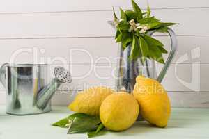 Limes and vintage metal retro watering cans