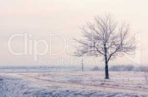 winter landscape with frozen tree