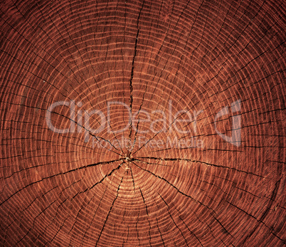 cross-sectional cut of tree