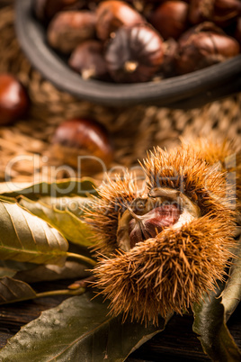 Roasted chestnuts and leaves