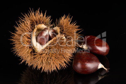 Chestnuts on a black reflective background