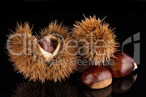 Chestnuts on a black reflective background