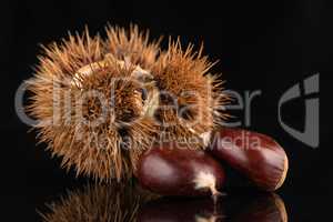 Chestnuts on a black reflective background