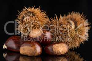 Chestnuts on a black reflective background