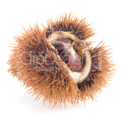 Chestnuts with shell