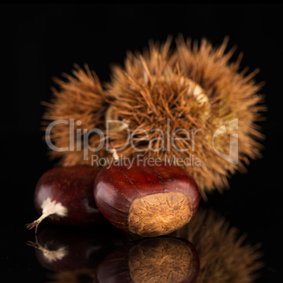 Chestnuts on a black reflective background