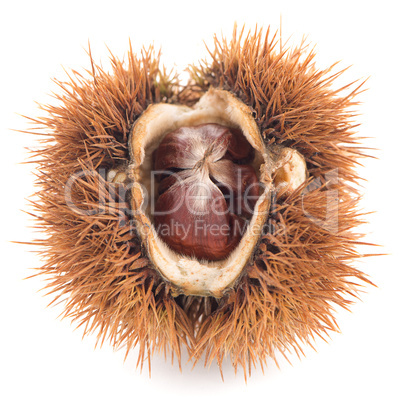 Chestnuts with shell
