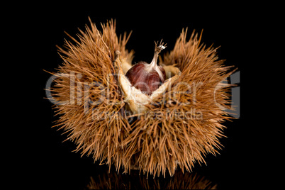 Chestnuts on a black reflective background