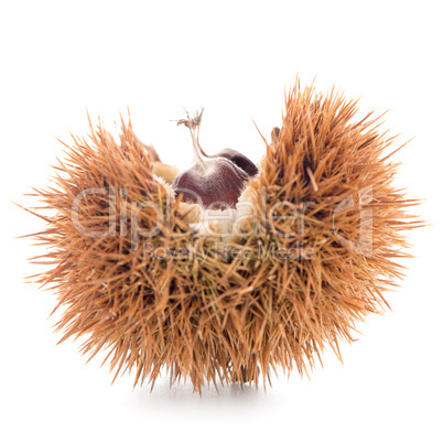 Chestnuts with shell