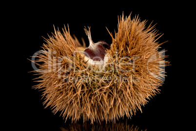 Chestnuts on a black reflective background