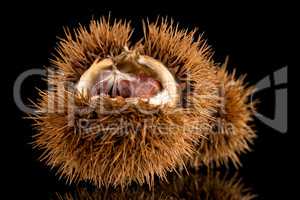 Chestnuts on a black reflective background