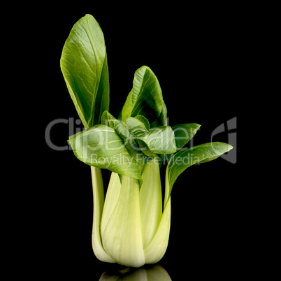 Pak choi on black