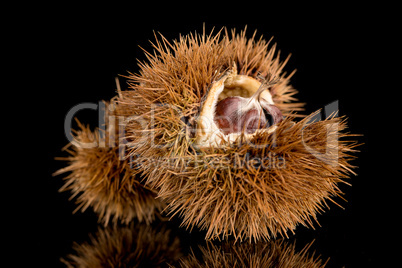 Chestnuts on a black reflective background