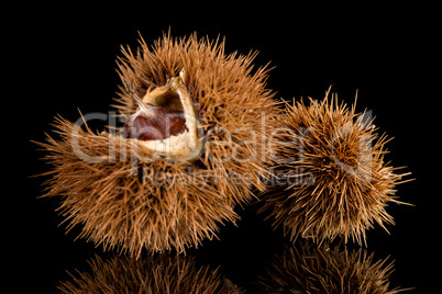 Chestnuts on a black reflective background