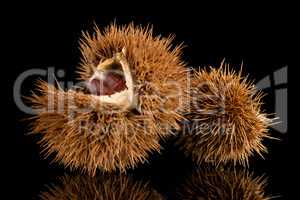 Chestnuts on a black reflective background