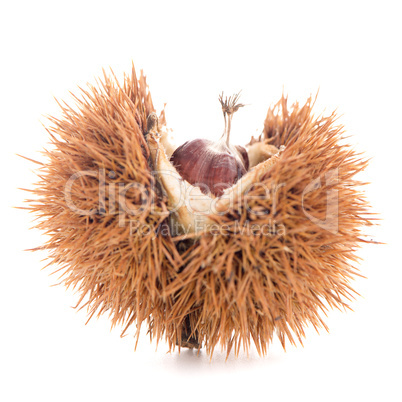 Chestnuts with shell