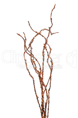 Golden Christmas decoration branches