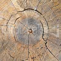 texture of the oak stump, background top view