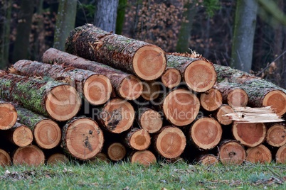 Holzstämme