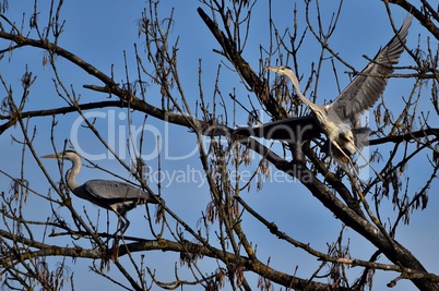 Zwei Graureiher auf einem Baum