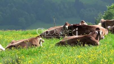 Alpen 18 Kühe