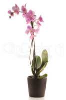 Beautiful pink orchid in a flowerpot