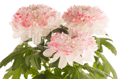 Beautiful Chrysanthemum flowers